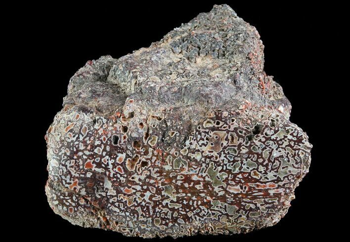 Polished Dinosaur Bone (Gembone) Section - Colorado #72964